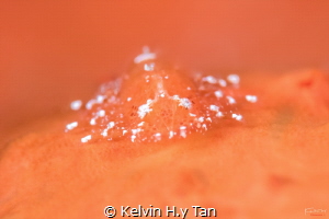 Juvenile cryptic sponge shrimp by Kelvin H.y Tan 
